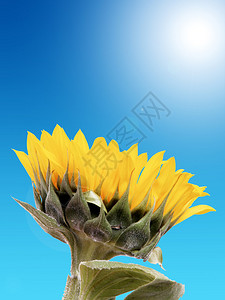 蓝天背景的向日葵插图图片
