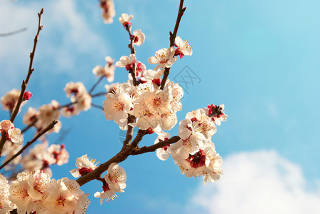 蓝天背景的白杏花图片
