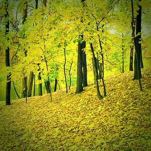 美丽的秋季公园图片