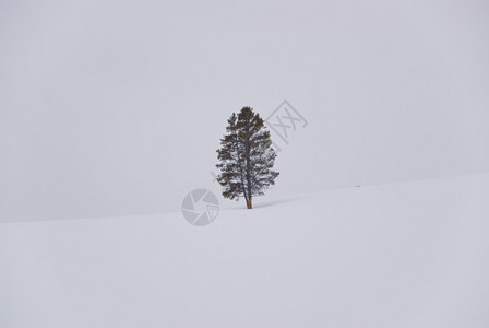 在黄石公园一棵单松树与白雪图片