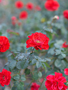 红狗玫瑰花丛图片