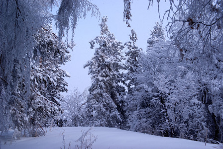 冬季山林降雪图片