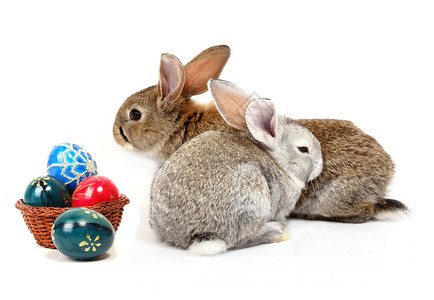 年轻的兔子复活节彩蛋背景图片