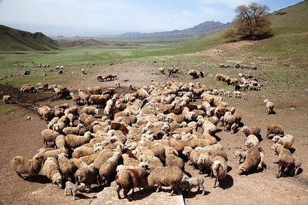 羊在农场浇水图片