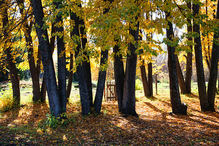 秋天公园和老小门背景图片