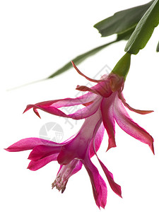 12月冬天的盛大花朵是粉红色闪亮鲜花佩奥特诺帕尔火炬贝蒂塞尔乌斯乔拉图片