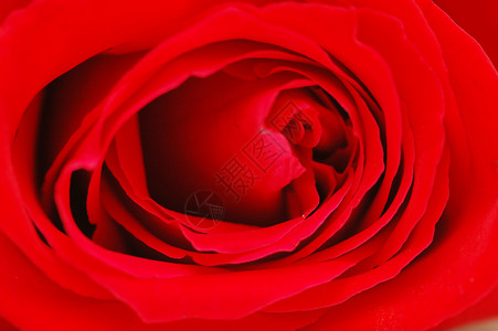 红玫瑰的花蕾浅景深图片