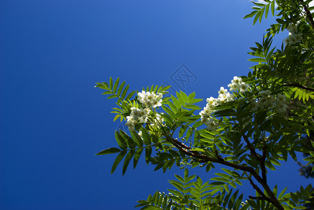 树上的白花蓝天图片