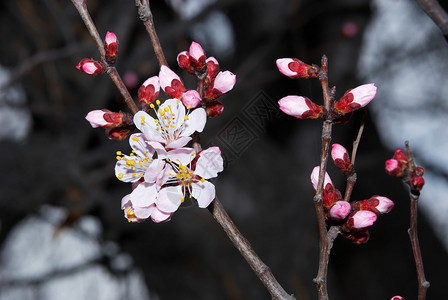 鲜花杏树图片