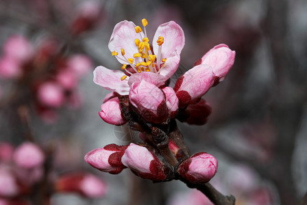 鲜花杏树图片