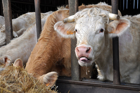 奶牛在农场吃草图片