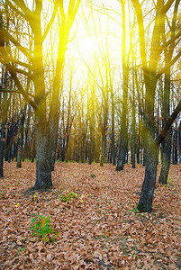 秋天森林里的阳光照片图片