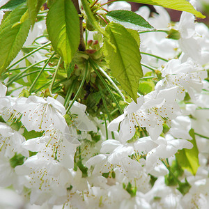 美丽的白色春天花朵图片