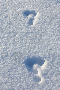 最近的雪鞋兔子白兔子的足迹图片