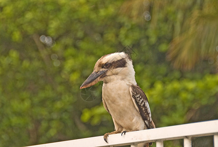 Kookaburra坐在澳洲图片