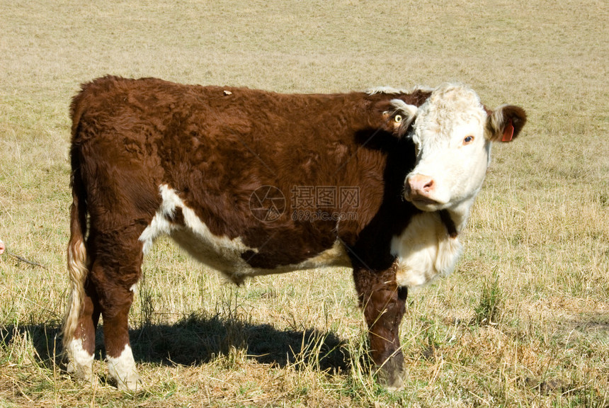 波尔赫里福德牛品种图片