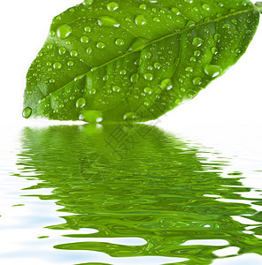 绿叶在水中倒影图片