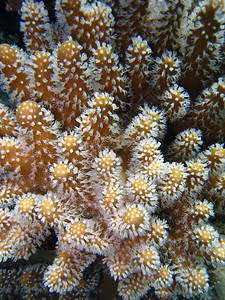 澳大利亚昆士兰大堡礁的颜色和纹理图片