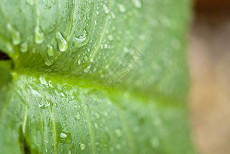 意大利花园里的湿绿叶图片
