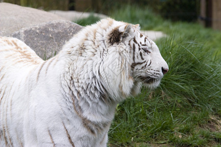 一只罕见的野生白虎的照片图片