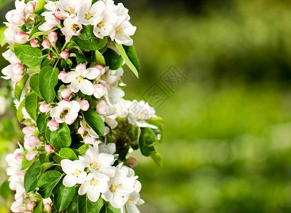 春天开花的苹果树开着白花图片