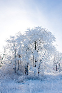 在凉爽的冬日冻树图片