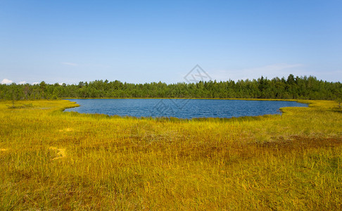 夏天的小木湖和沼泽图片