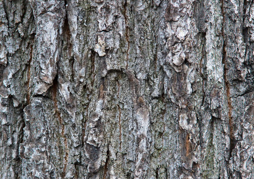 一棵老树的皮的特写镜头图片