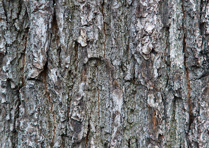 德布劳内一棵老树的皮的特写镜头背景