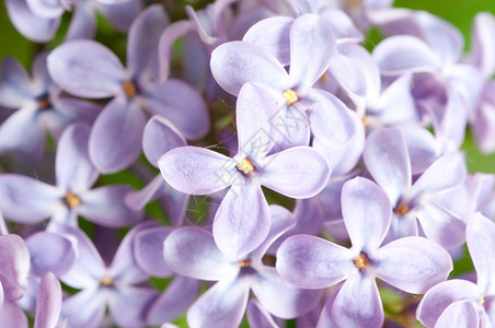 特写美丽的丁香花图片