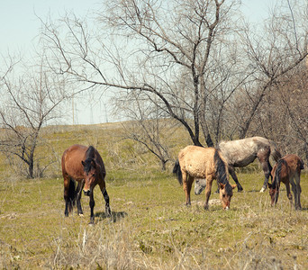 户外四匹马在草原上浏览图片