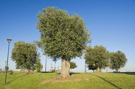 橄榄树山图片