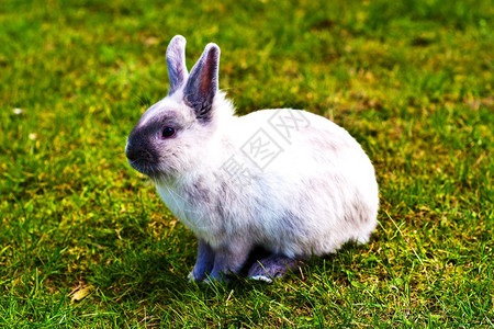 可爱的复活节兔子穿过草地可爱的白图片
