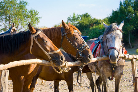 一个牧场的三匹马背景图片