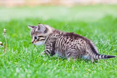 小猫在草地上玩耍图片