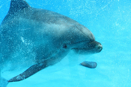 海洋生命海豚的紧闭在图片