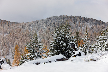 山中第一场雪下的树木图片