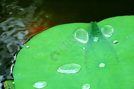 水滴在池塘的荷叶上图片