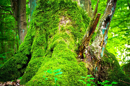 年轻灰色森林春天风景有绿树的图片