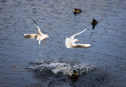 飞行中的海鸥在水中追逐鸭子图片