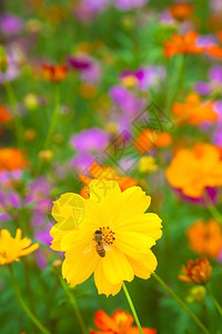蜜蜂在新鲜的黄色花朵和色彩缤纷的花园中工作图片