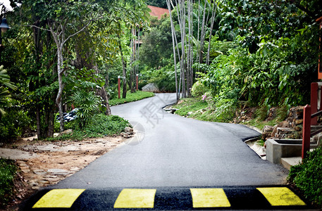 绿色马来亚雨林的公图片
