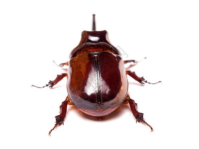 犀牛甲虫或犀牛甲虫是金龟子甲虫Scarabaeidae家族图片