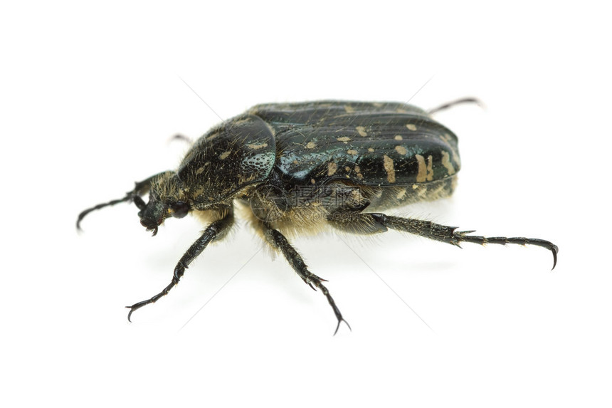Alleculid甲虫TropinotaEpicometishirtaPodaScarabaeidae孤立图片