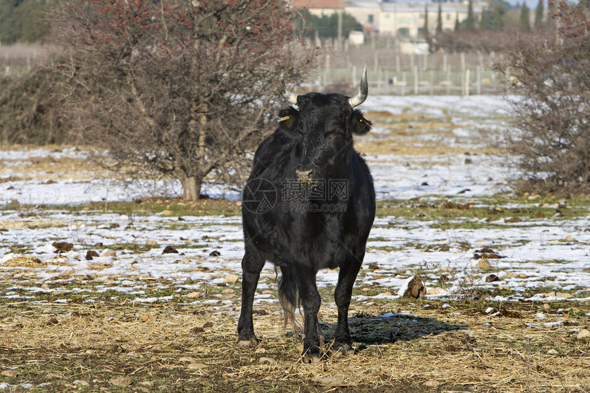 来自法国南部的年轻公牛图片