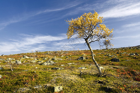 秋天山上五颜六色的孤树图片