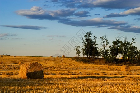 满是干草捆的农田图片