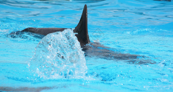 海洋生物海豚在大海中游泳的特写镜头图片