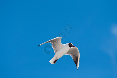 海鸥在天空和蓝天中飞翔图片