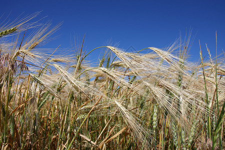 成熟的冬小麦图片